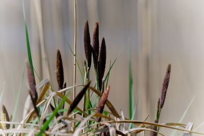 Close-up of plants growing on field