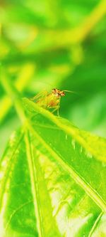 Close-up of insect on leaf