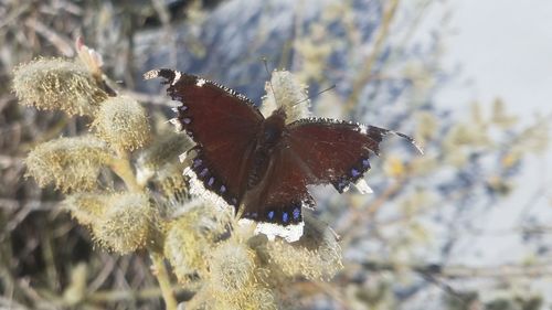 Close-up of butterfly on plant during winter