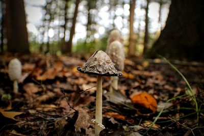 Close-up of mushroom on field