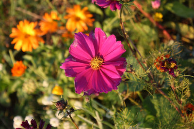 Close-up of pink flowering plants in park