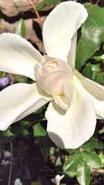 Close-up of white flowers blooming outdoors