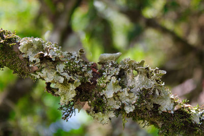 Close-up of moss growing on tree trunk