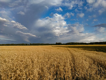 Scenic view of agricultural field against sky