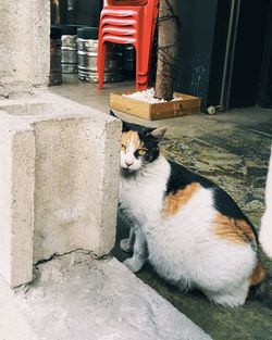 Cat resting on floor