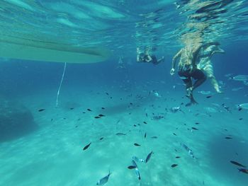 School of fish swimming in sea