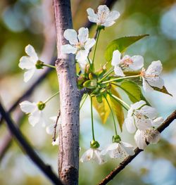 Close-up of white cherry blossom tree