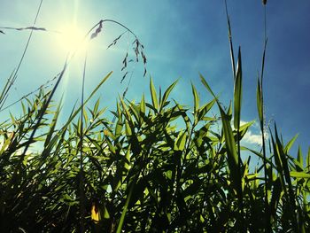 Close-up of stalks against blue sky on sunny day