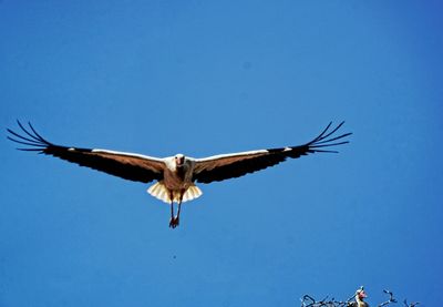 Low angle view of eagle flying against clear blue sky