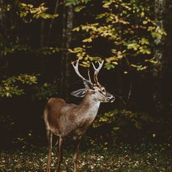 Deer standing in a forest