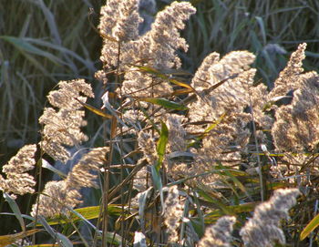 Close-up of plants