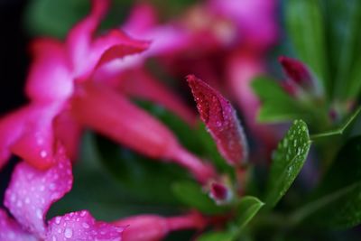 Close-up of pink rose flower
