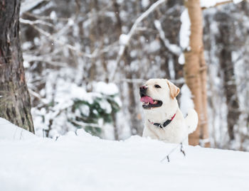 Dog in snow