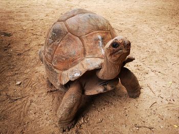 High angle view of a turtle on field