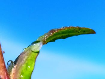 Close-up of green leaf against blue sky