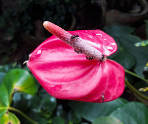 Close-up of honey bee on pink flower