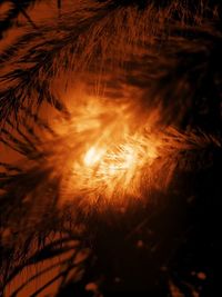 Close-up of grass against sky during sunset