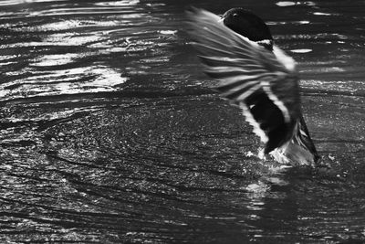 Bird in water