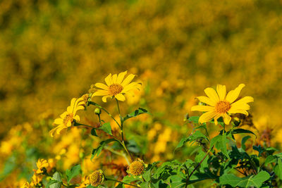 Close-up of yellow flowering plant on field