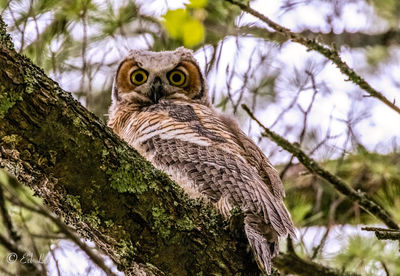 Portrait of owl perching on tree
