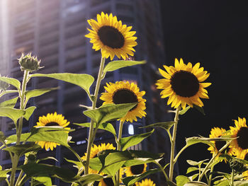 Close-up of yellow flowering plant