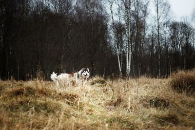 Portrait of dog on field