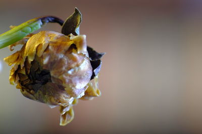 Close-up of wilted flower