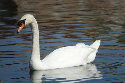 Swan floating on lake