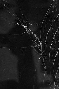 Close-up of spider web on tree