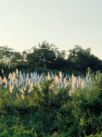 Plants growing on land against sky