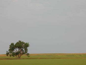 Tree on field against clear sky