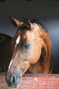 Portrait of horse in stable