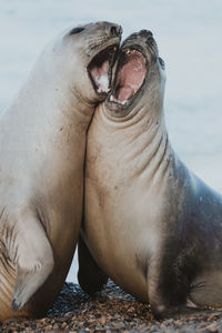 Close-up of seals at beach