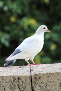 Close-up of seagull perching on retaining wall