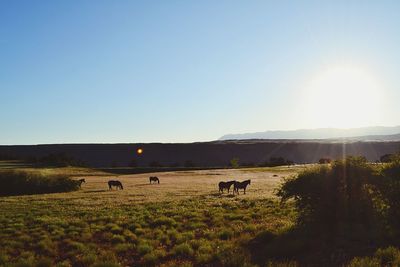 Scenic view of field against clear sky