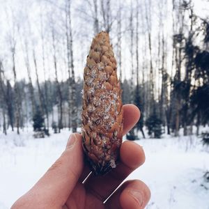 Cropped image of hand holding plant