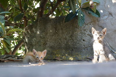 Portrait of kitten sitting by tree