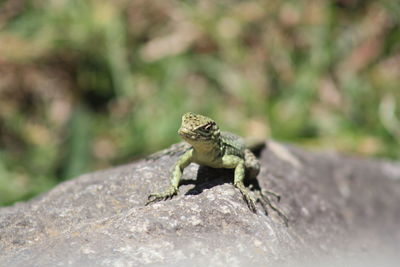 Close-up of lizard on rock