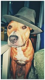 Close-up portrait of dog sitting