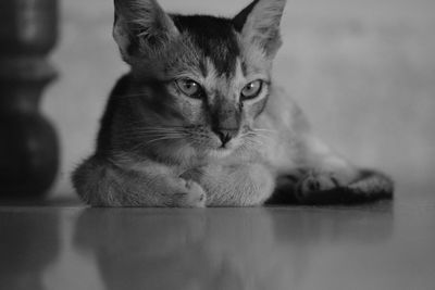 Close-up portrait of cat sitting on floor