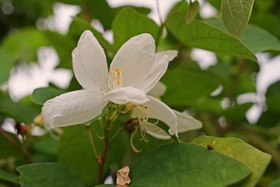 Close-up of white flowering plant