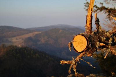 Close-up of tree against mountain range