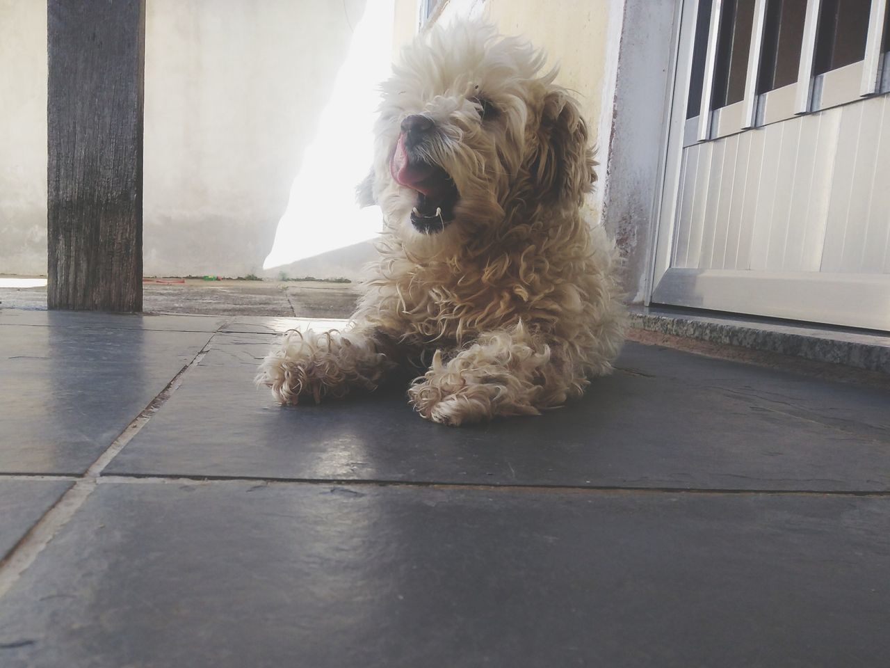 CLOSE-UP PORTRAIT OF DOG SITTING ON FLOOR IN KITCHEN