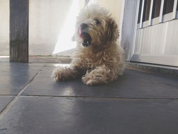 Portrait of dog sitting on floor