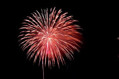 Low angle view of firework display against sky at night