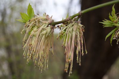 Close-up of flowers against blurred background