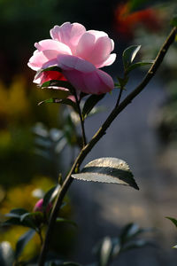 Close-up of pink flowering plant