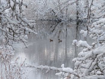 White birds on frozen tree during winter