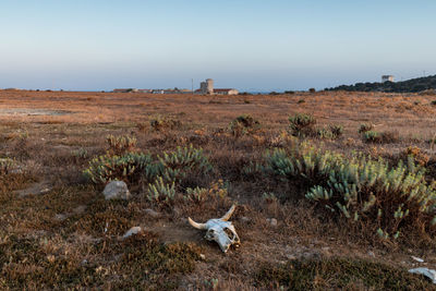 View of a cow skull on field against sky at asinara island