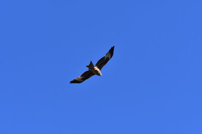 Low angle view of seagulls flying against clear blue sky